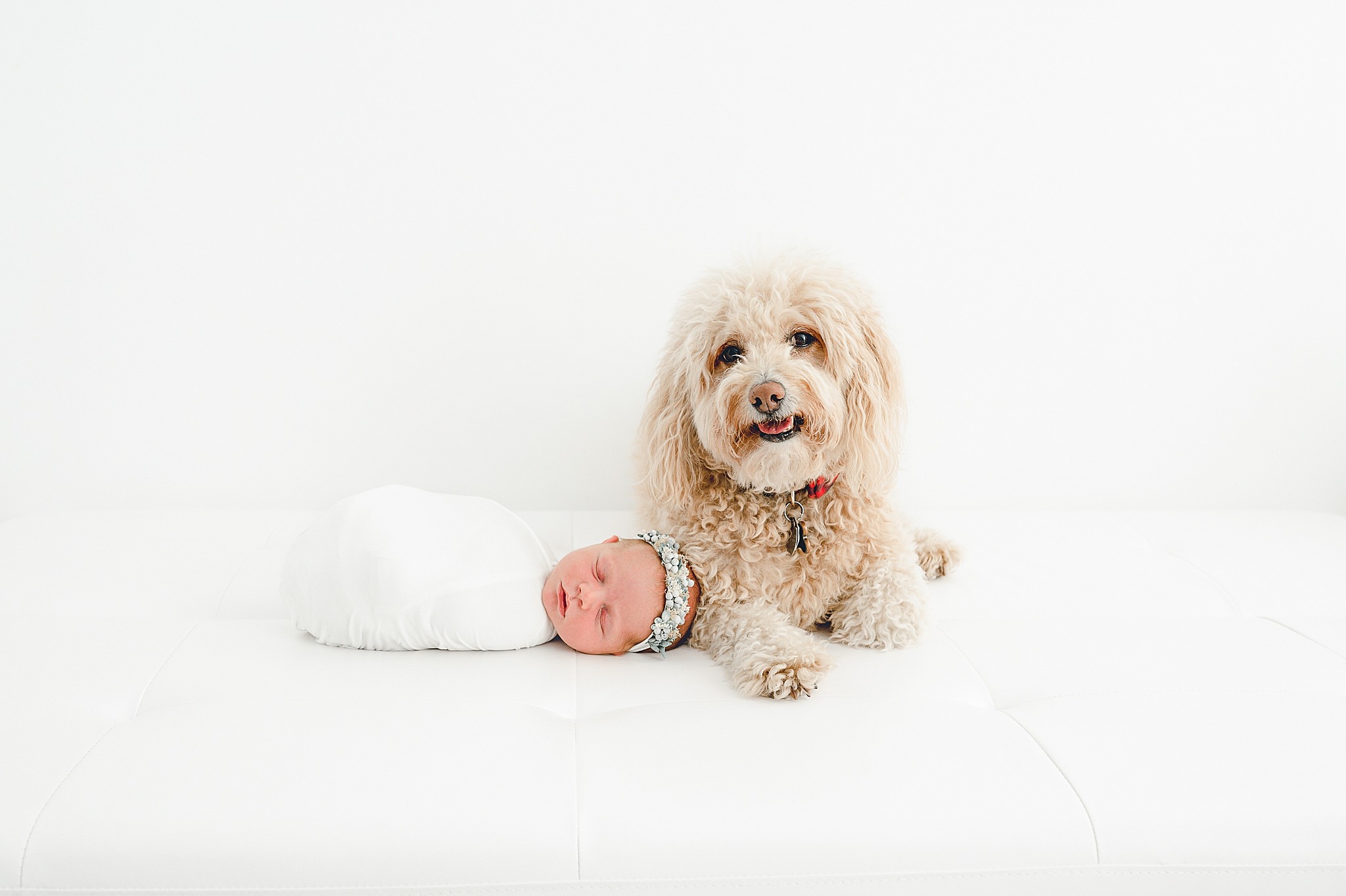 Studio Newborn Session with Doggy | Baby Charlotte